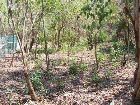 La Manzanilla Realty