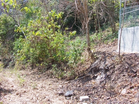 La Manzanilla Realty