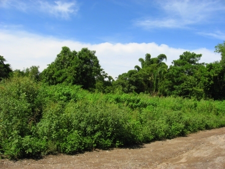 La Manzanilla Realty